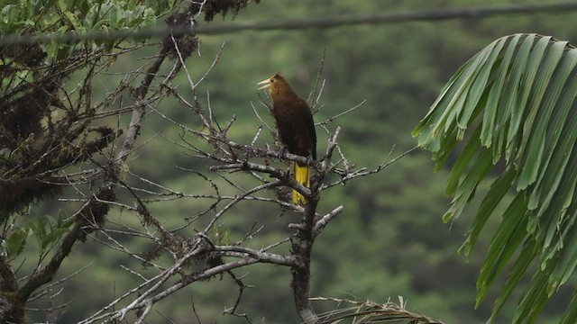 Russet-backed Oropendola - ML503490951