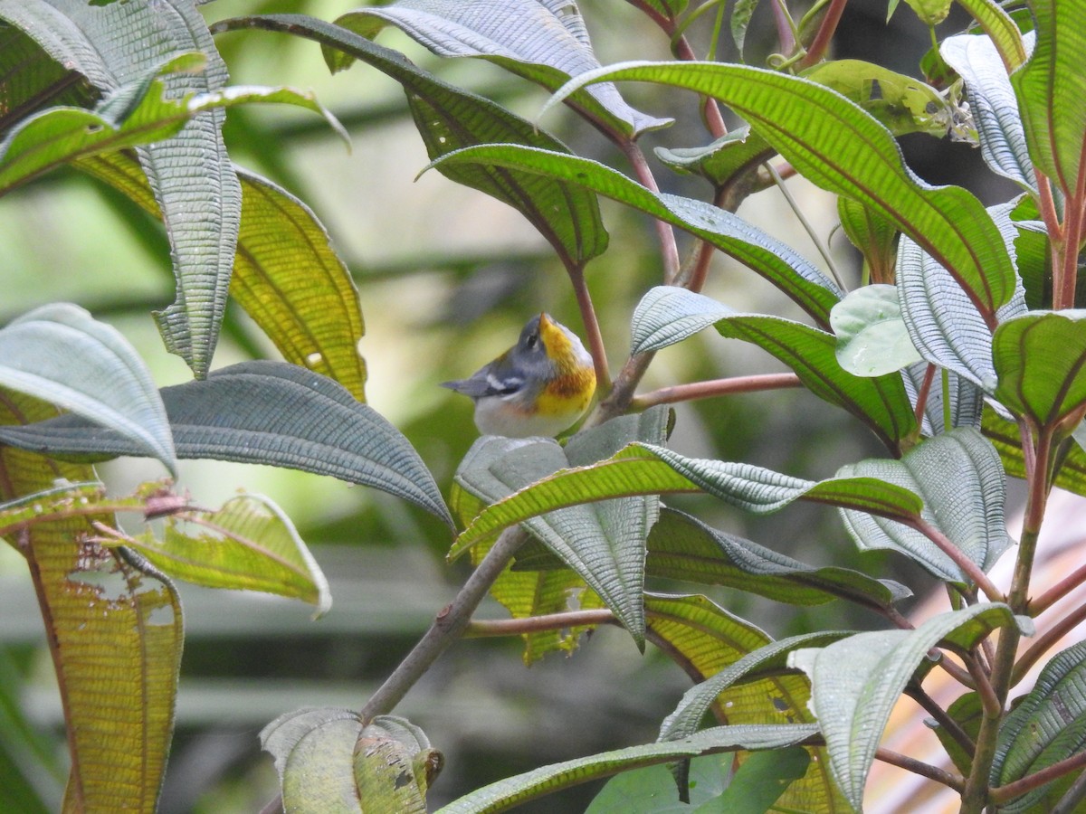 Northern Parula - ML503492031