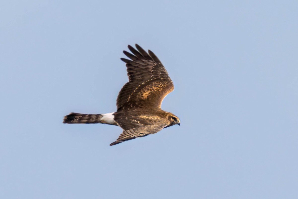 Aguilucho de Hudson - ML503492571