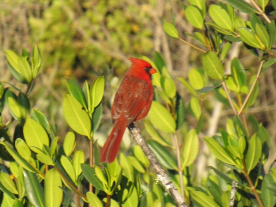 Cardenal Norteño - ML50349281