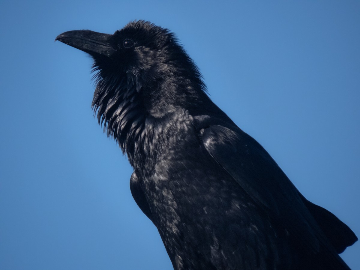 Common Raven - Trevor Leitz