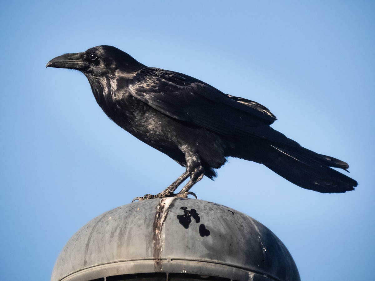 Common Raven - Trevor Leitz