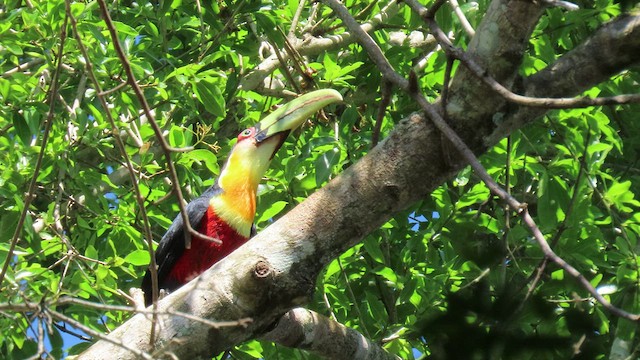 Toucan à ventre rouge - ML503493101