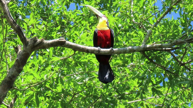 Toucan à ventre rouge - ML503493281