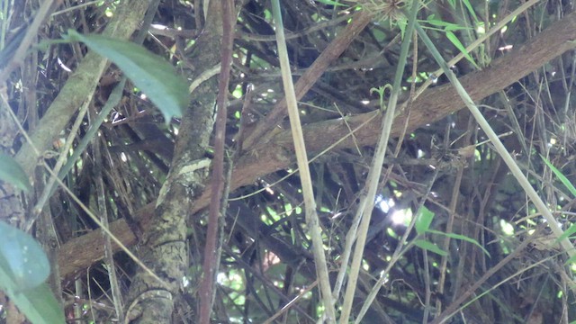 Ochre-breasted Foliage-gleaner - ML503493611