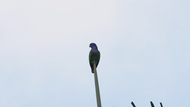 Pione à tête bleue - ML503493791