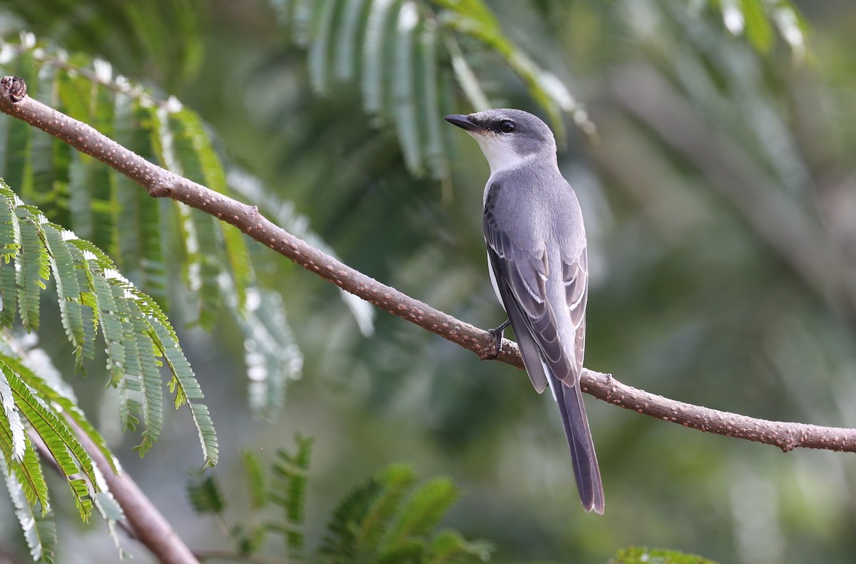 Ashy Minivet - ML503494751