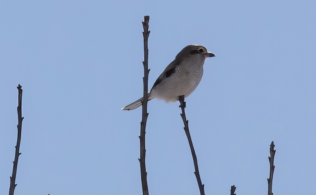 Boreal Örümcekkuşu - ML503494961