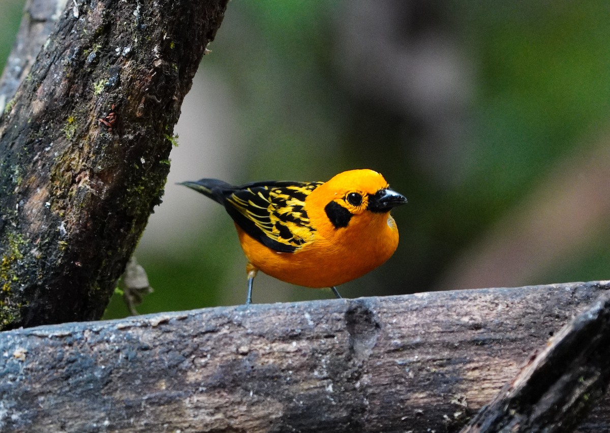 Golden Tanager - ML503496211