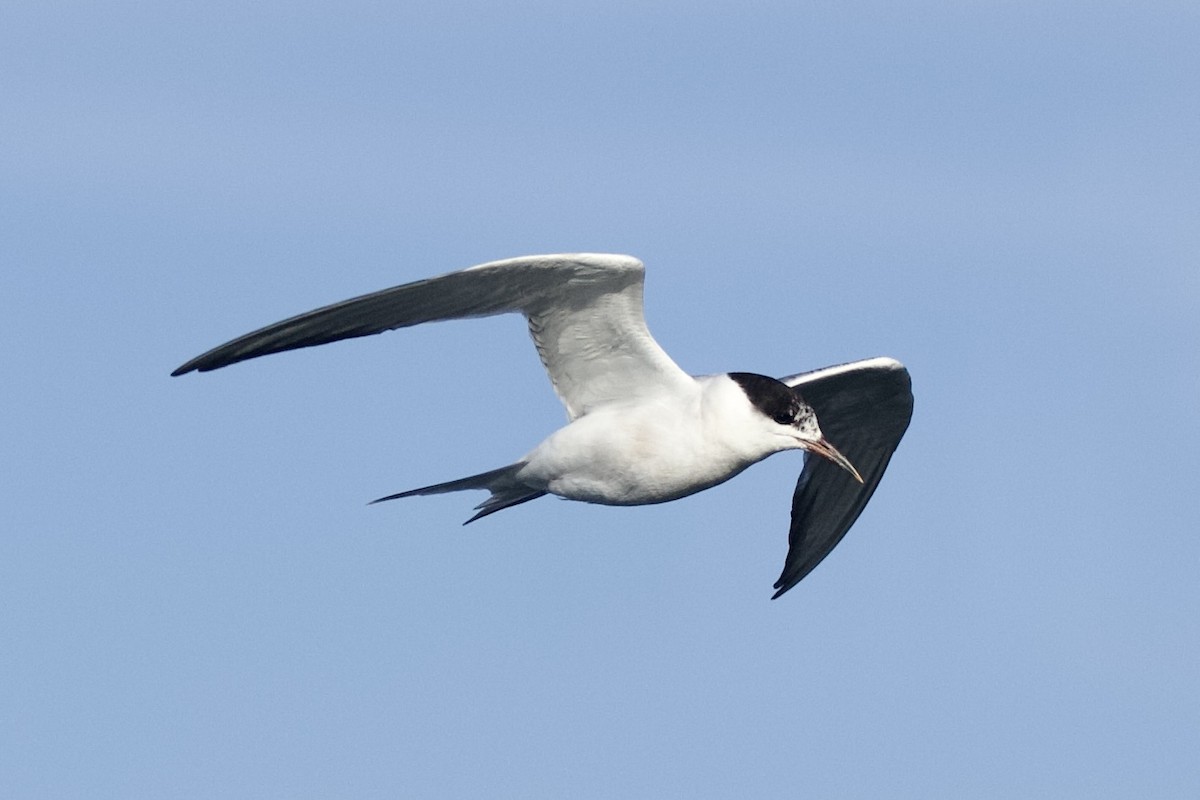 Common Tern - ML503497121