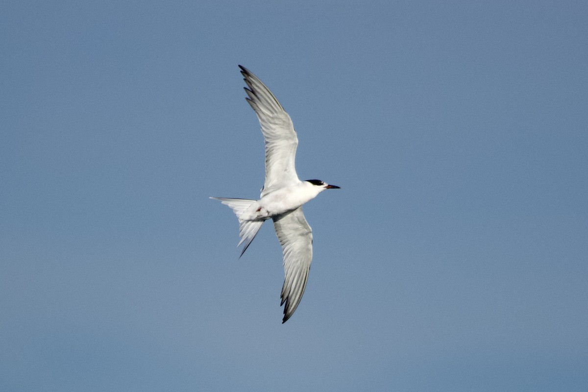 Common Tern - ML503497131