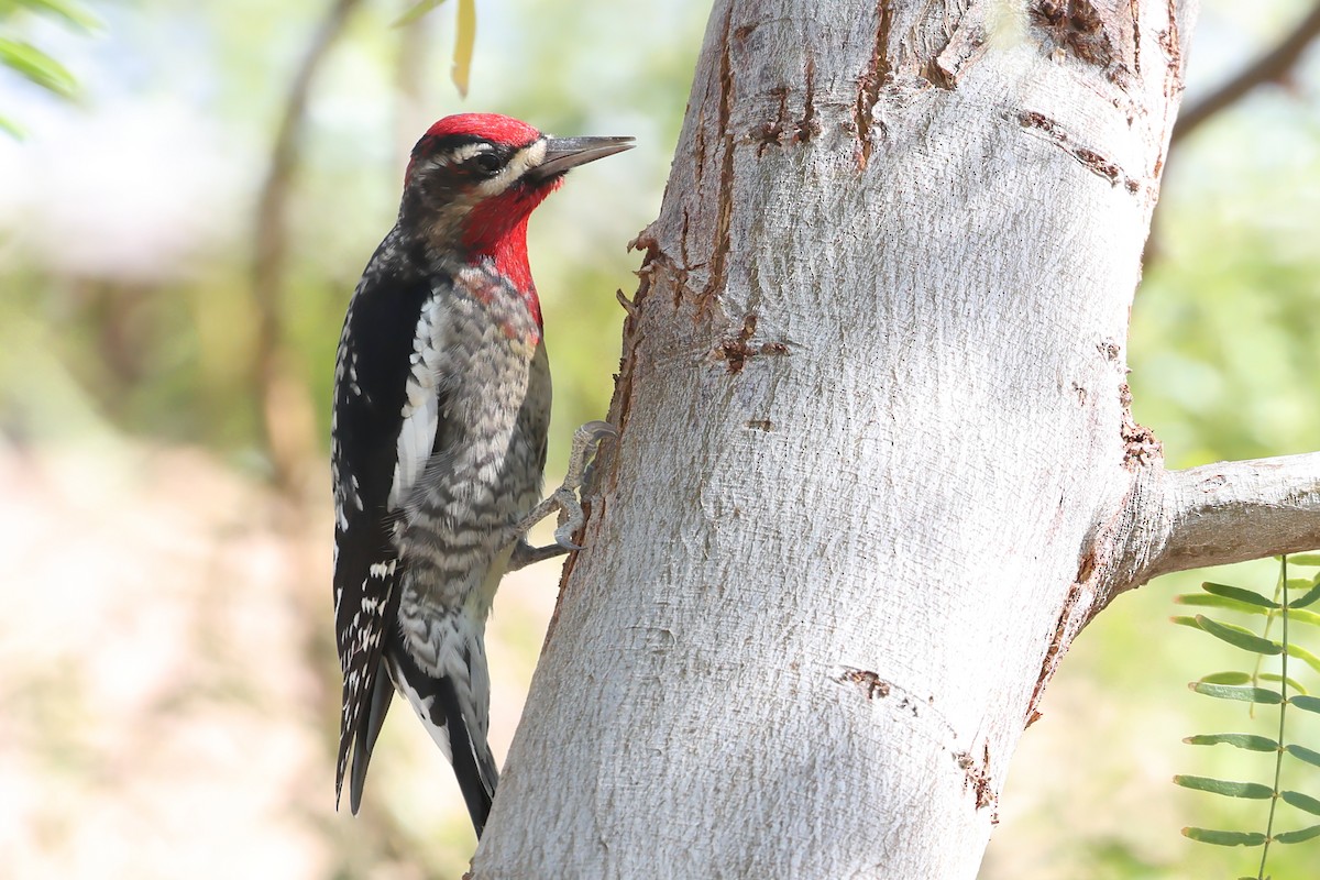 Red-naped Sapsucker - Robert Scherl