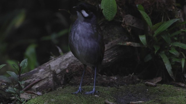 Jocotoco Antpitta - ML503497971