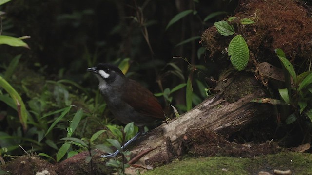 Jocotoco Antpitta - ML503498021