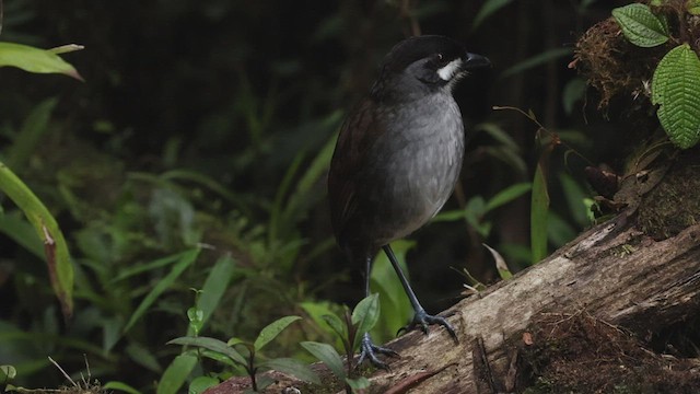 Tororoí Jocotoco - ML503498031