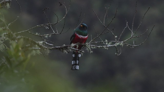 Masked Trogon - ML503498171