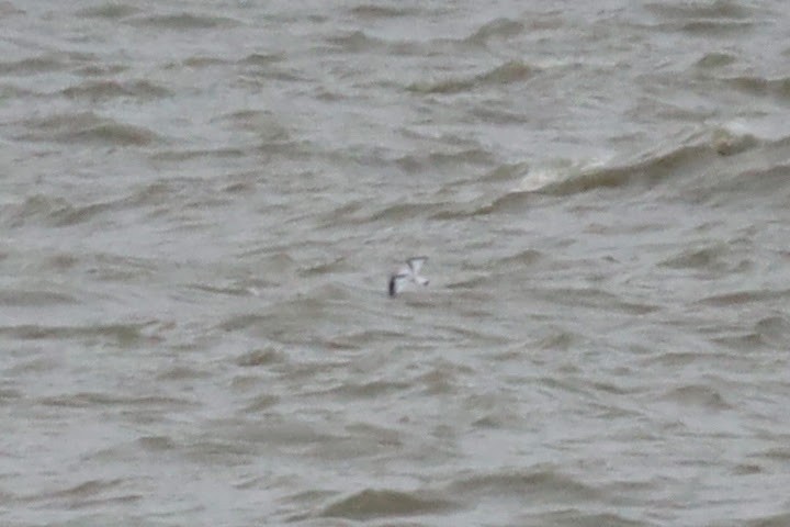 Black-legged Kittiwake - ML503499171