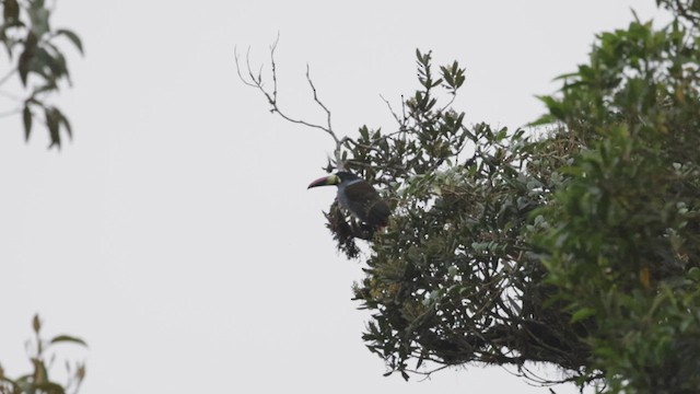 Gray-breasted Mountain-Toucan - ML503499811