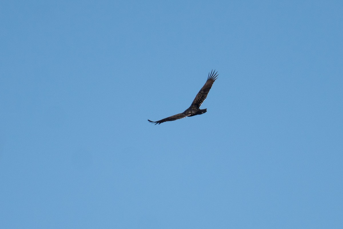 Turkey Vulture - ML503500141