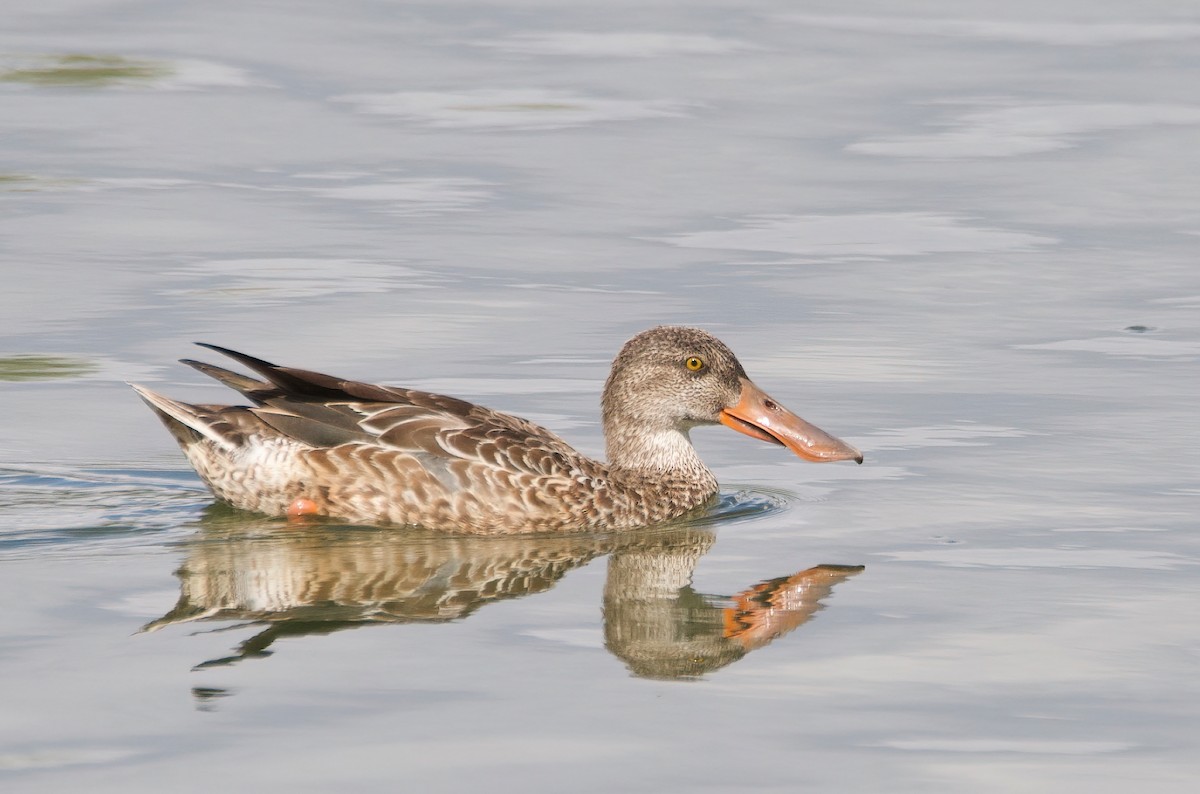 Northern Shoveler - Matt Mason