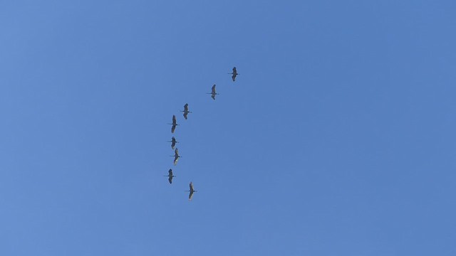 Sandhill Crane - ML503501031