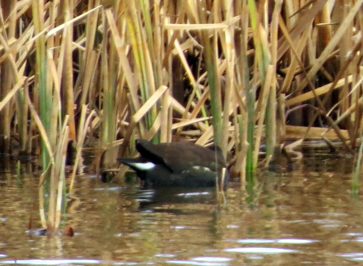 Common Gallinule - Pat McKay