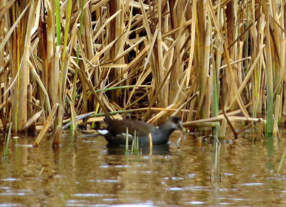 Common Gallinule - Pat McKay