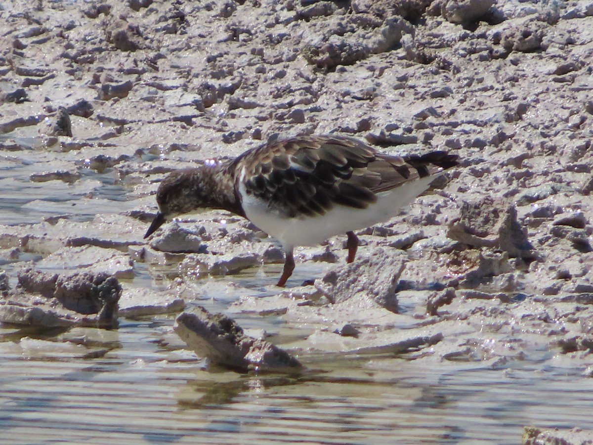 Ruddy Turnstone - ML503501561