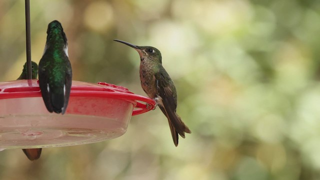 Fawn-breasted Brilliant - ML503503291