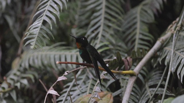 Colibrí Gorjiamatista (grupo amethysticollis) - ML503503801