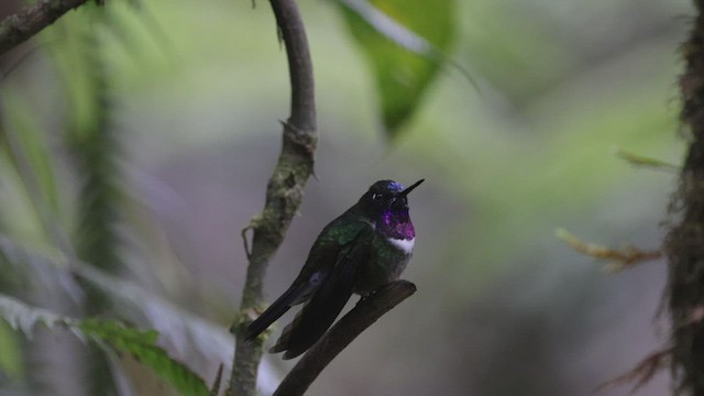 Colibrí Gorjiamatista (grupo amethysticollis) - ML503503951