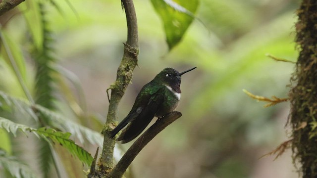 Colibrí Gorjiamatista (grupo amethysticollis) - ML503503961