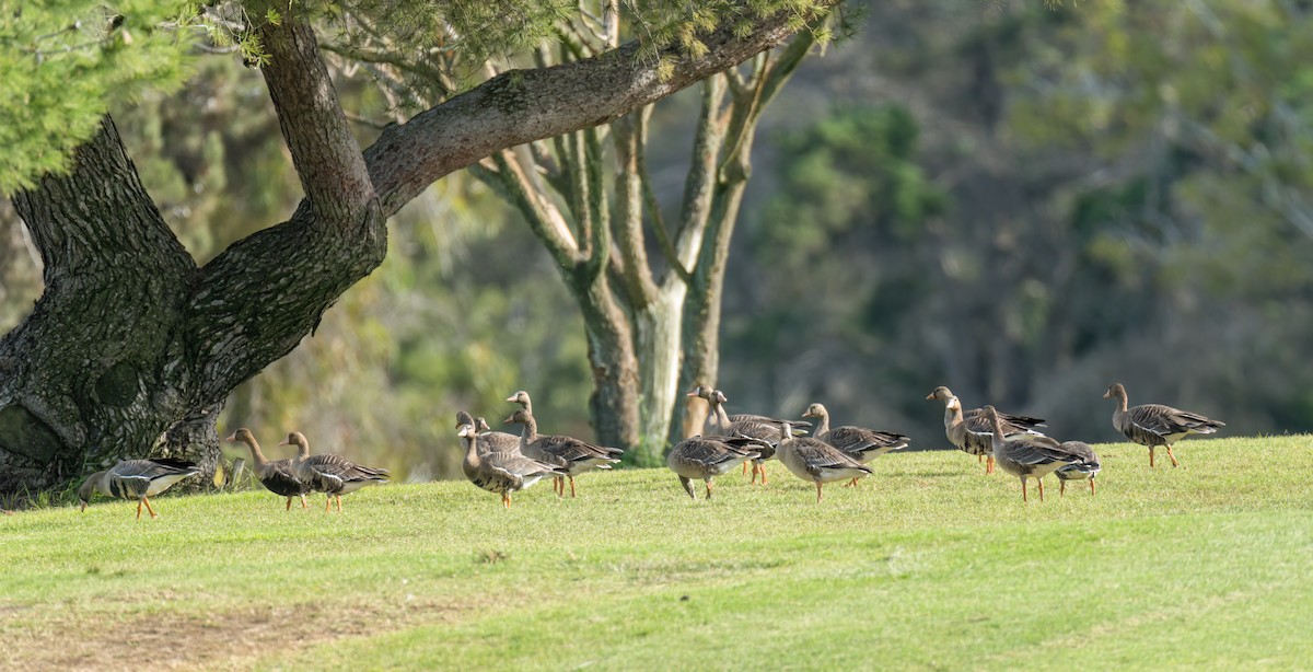 Greater White-fronted Goose - ML503504091