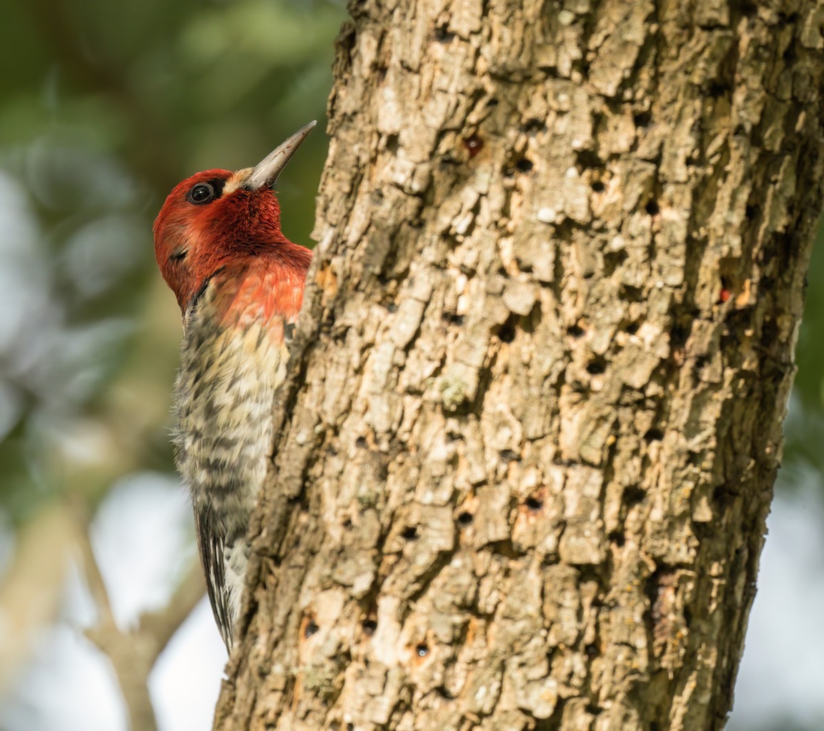 Red-breasted Sapsucker - ML503504331