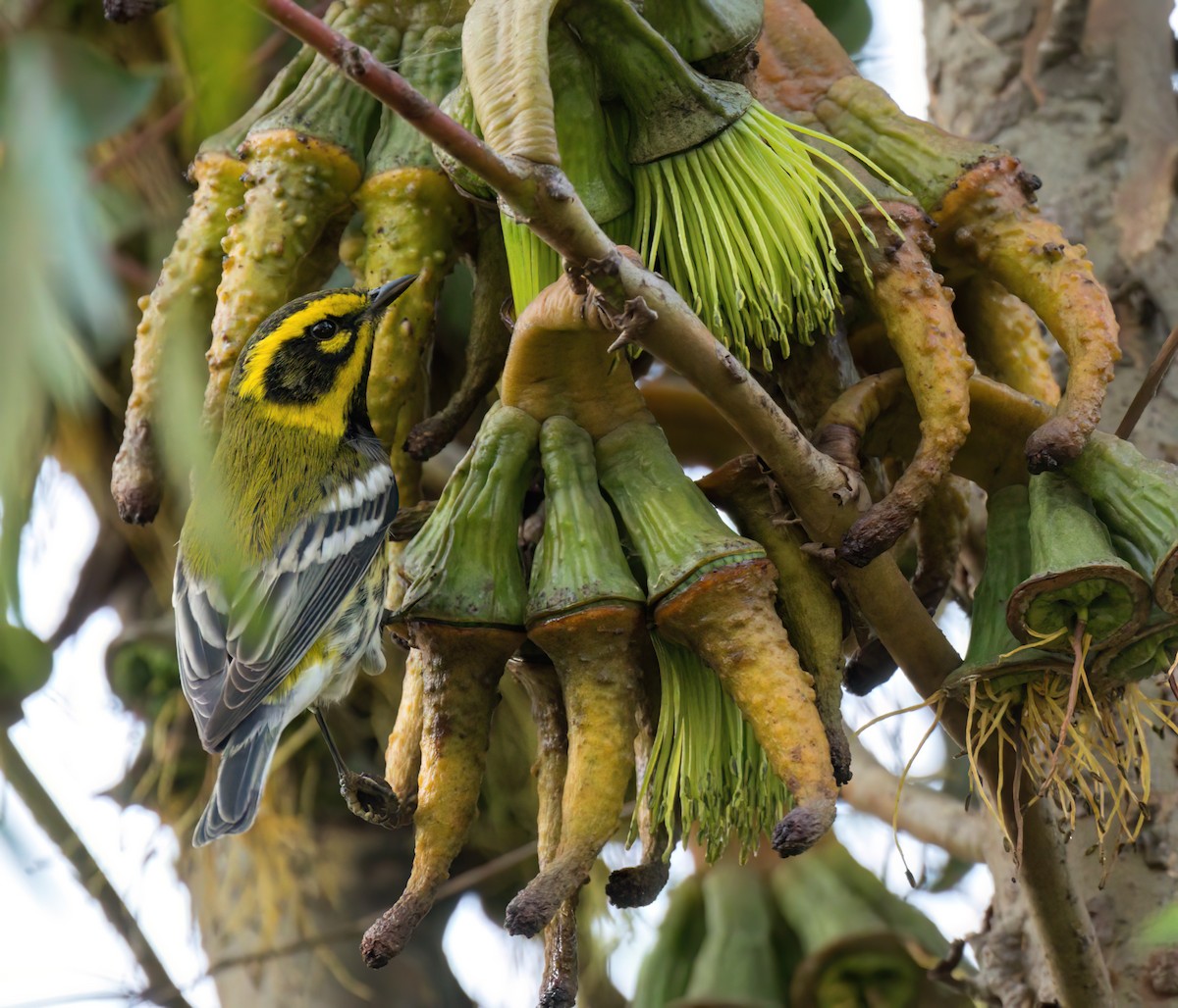 Townsend's Warbler - ML503504451