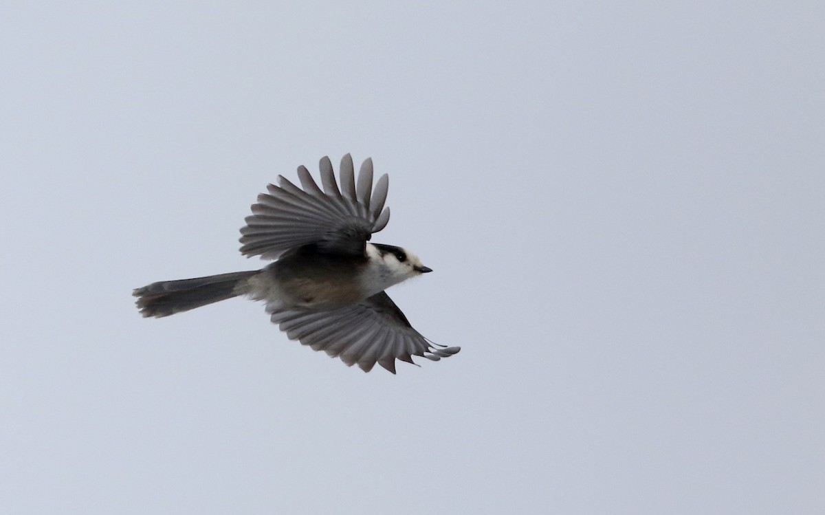 Canada Jay (Boreal) - ML50350501