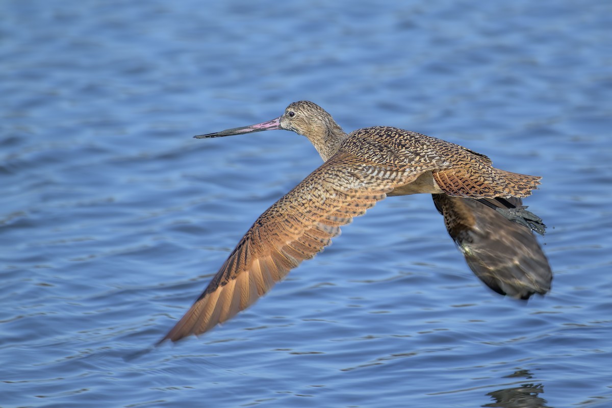 Marbled Godwit - Becky Matsubara