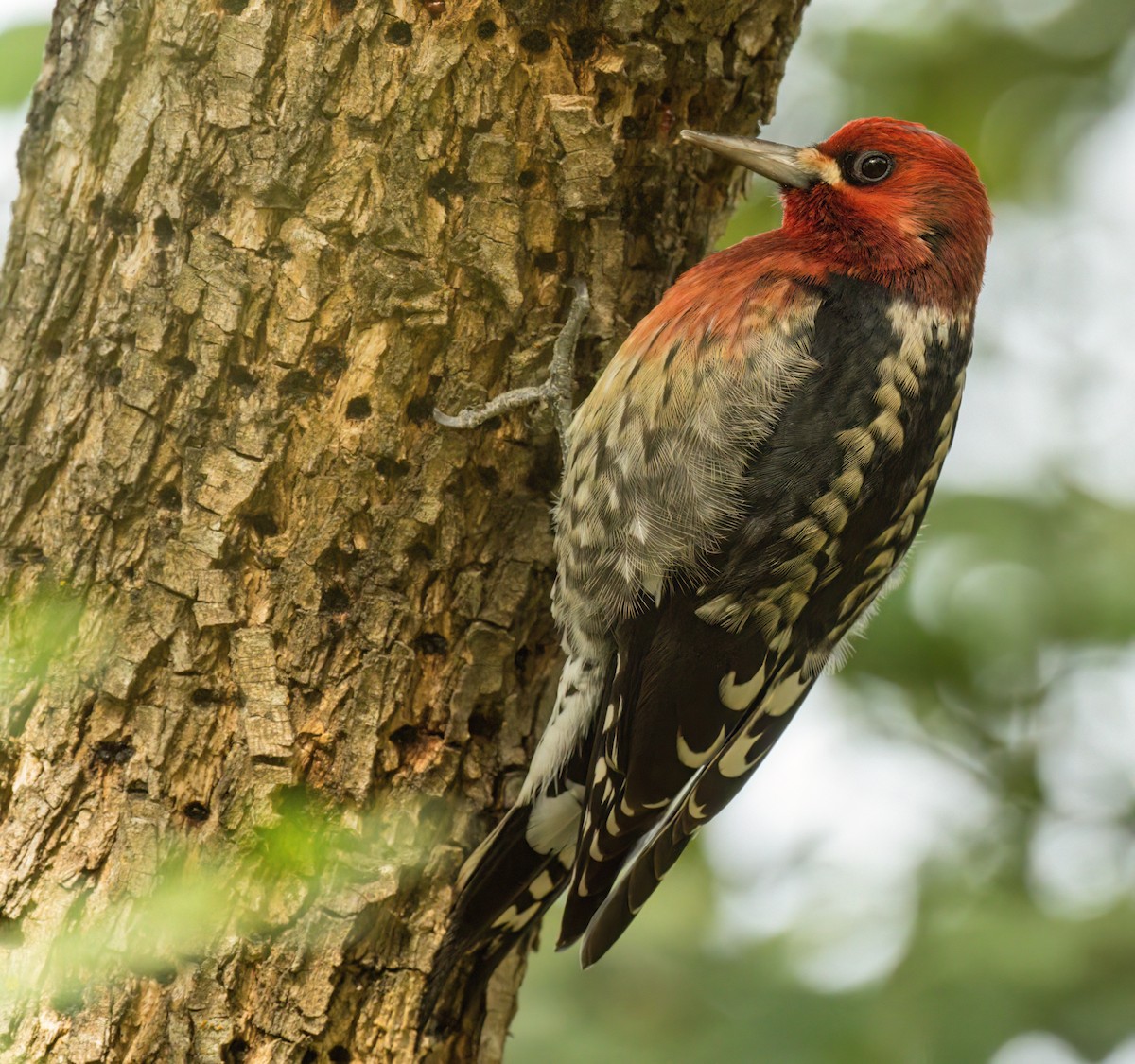 Red-breasted Sapsucker - ML503505201