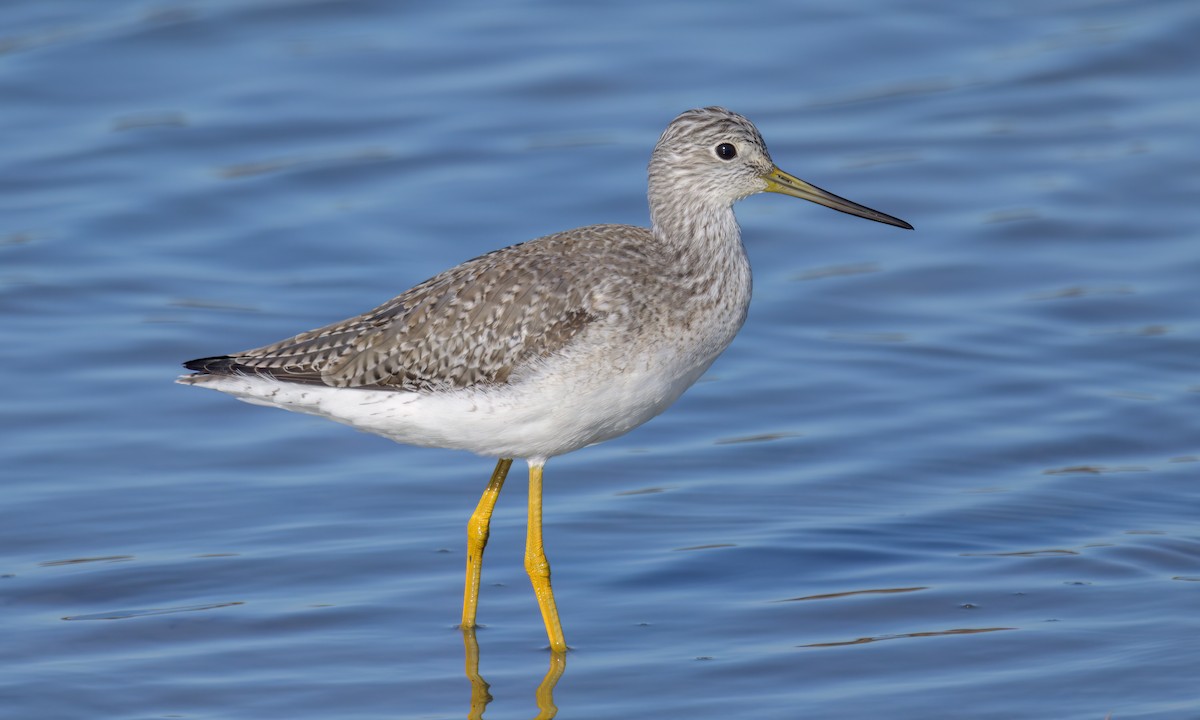 Greater Yellowlegs - ML503505271