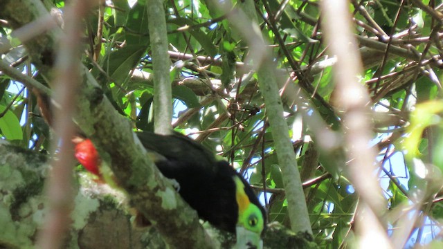 Toucanet à bec tacheté - ML503505421