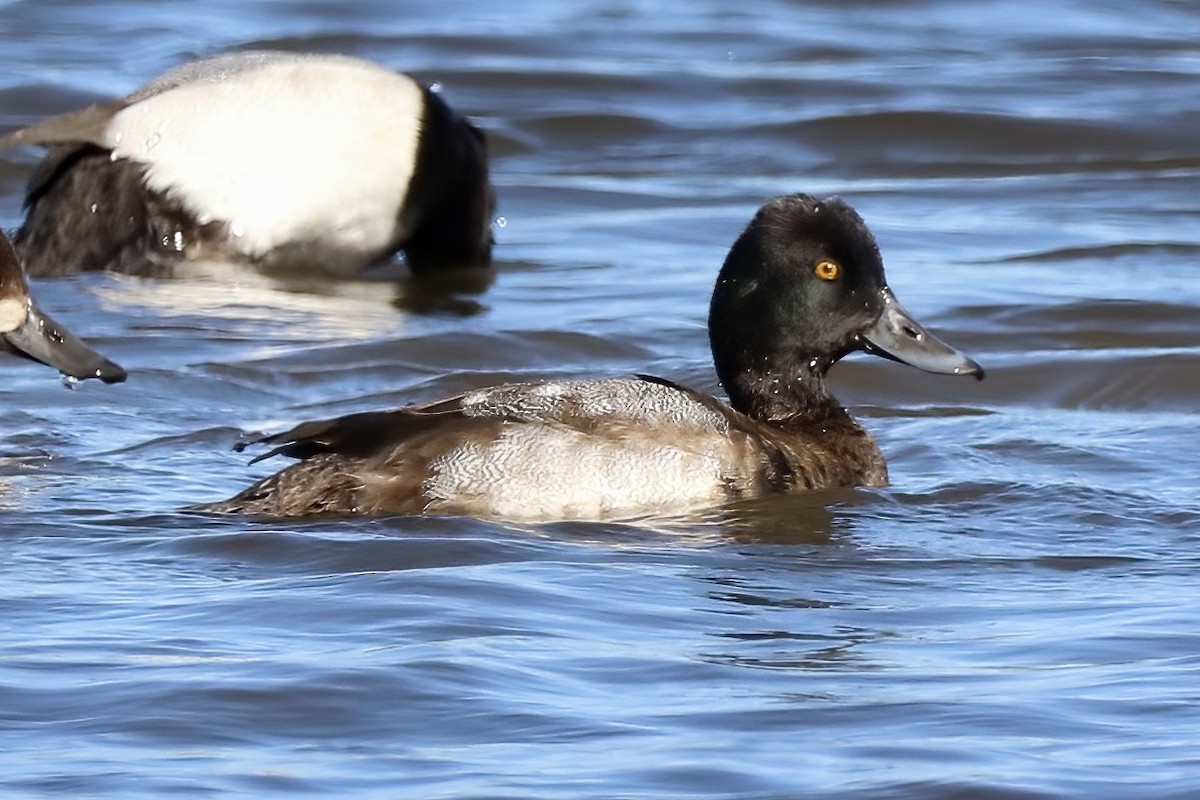 Lesser Scaup - ML503505571