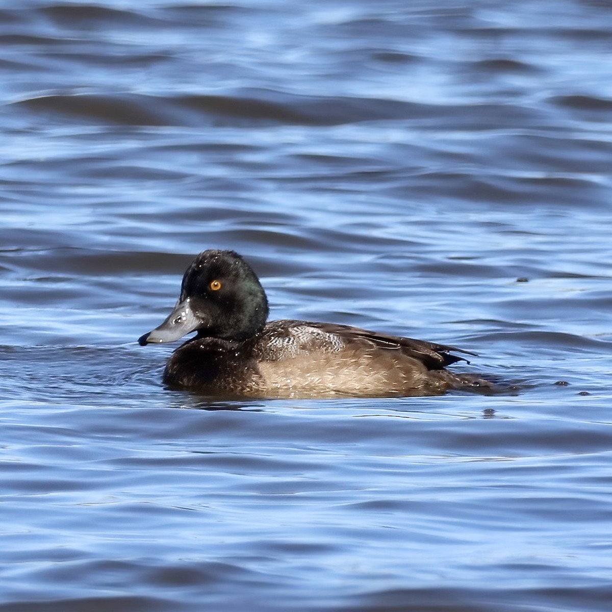 Lesser Scaup - ML503505581
