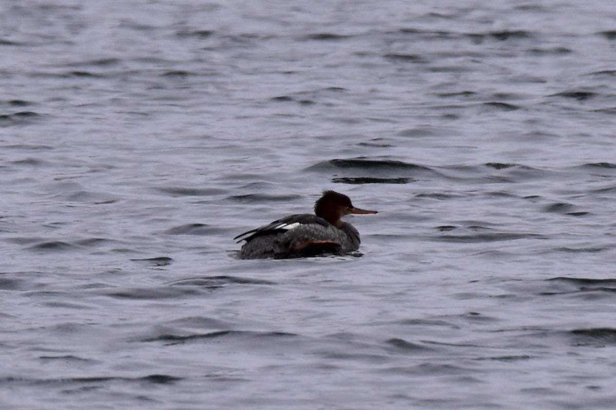 Red-breasted Merganser - ML503506591