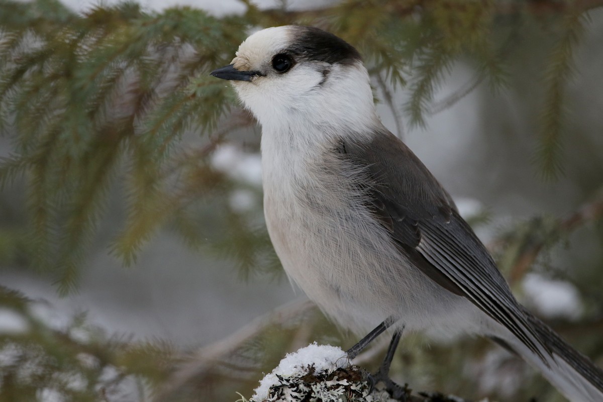 Canada Jay (Boreal) - ML50350661