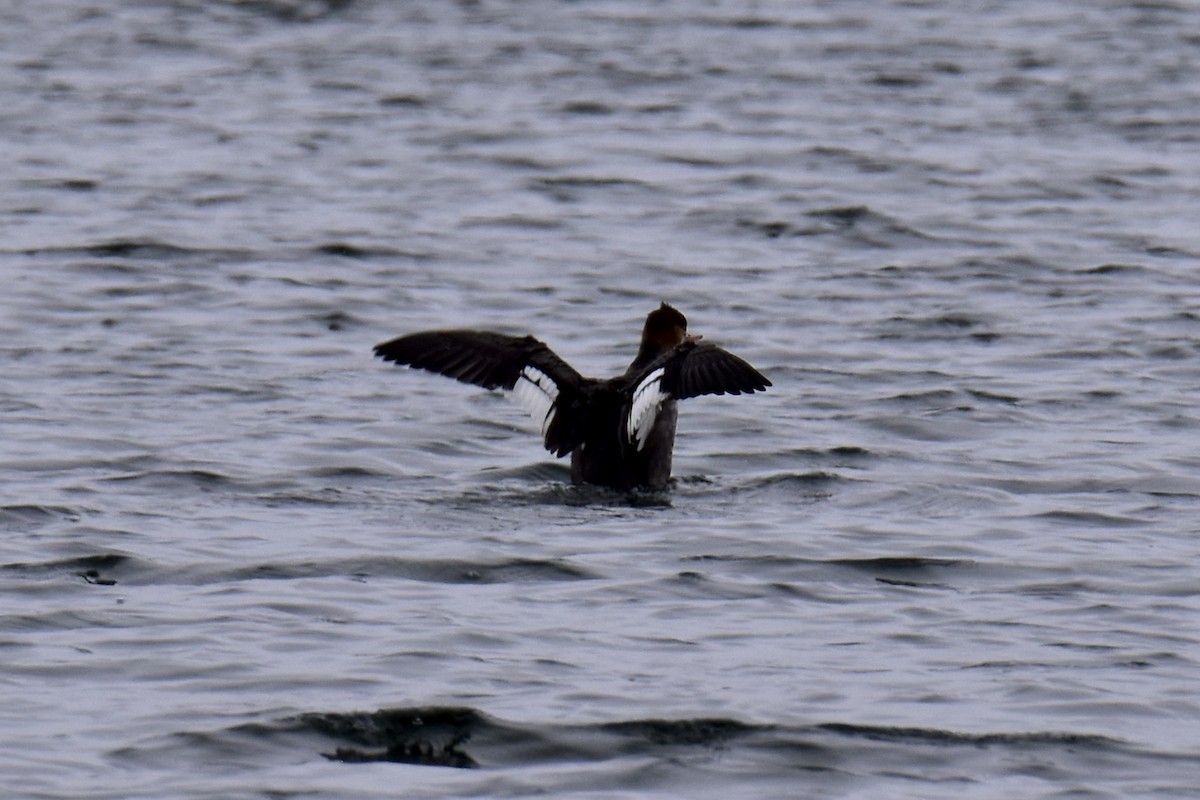 Red-breasted Merganser - ML503506611