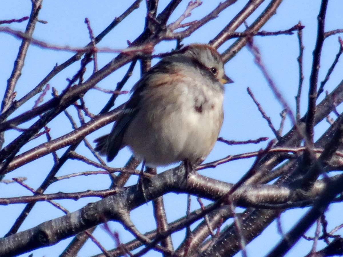 American Tree Sparrow - ML503506731