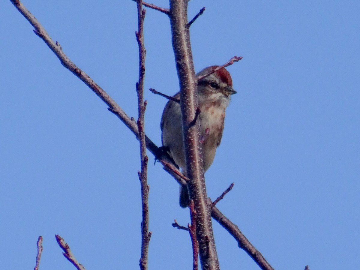 American Tree Sparrow - ML503506761