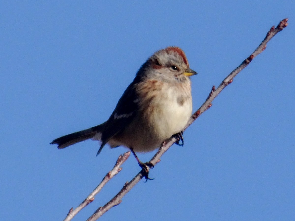 American Tree Sparrow - ML503506811