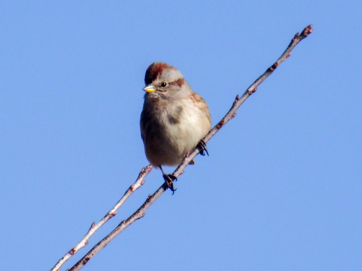 American Tree Sparrow - ML503506841