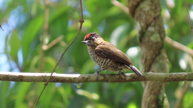 Ochre-collared Piculet - ML503506911